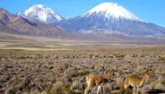 SAJAMA - GEISERS - SENDERISMO DE LAS LAGUNAS - LA PAZ