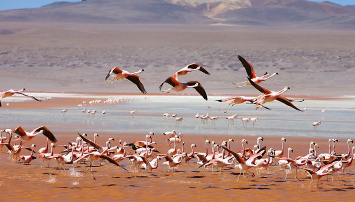 VILLAMAR - LAGUNA VERDE - SOL DE MAÑANA - LAGUNA COLORADA - HOTEL DEL DESIERTO