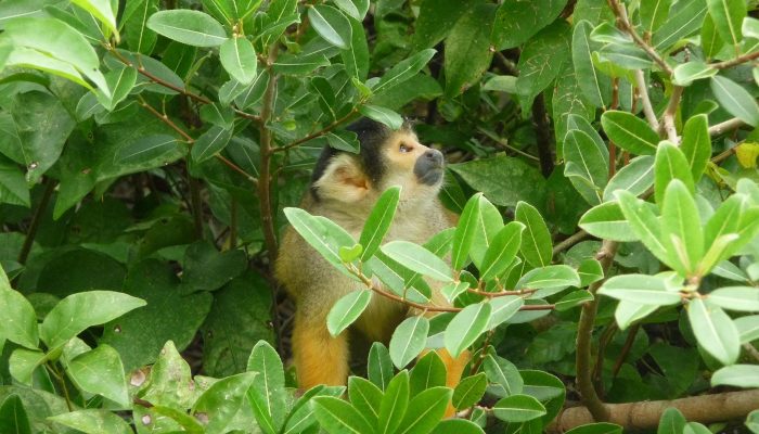 Immersion in the fascinating Bolivian Amazon!