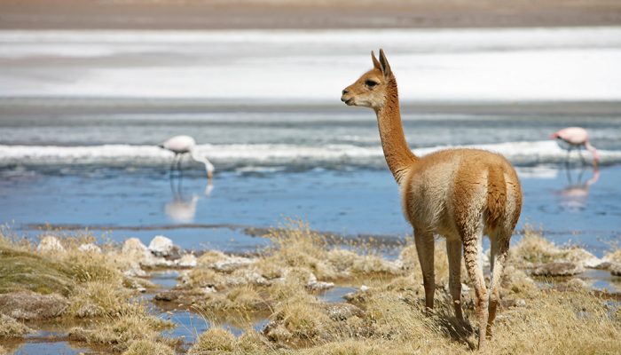 SILOLI’S DESERT - 1001 LAGOONS - SAN PEDRO DE QUEMEZ (3700M/12139FT)