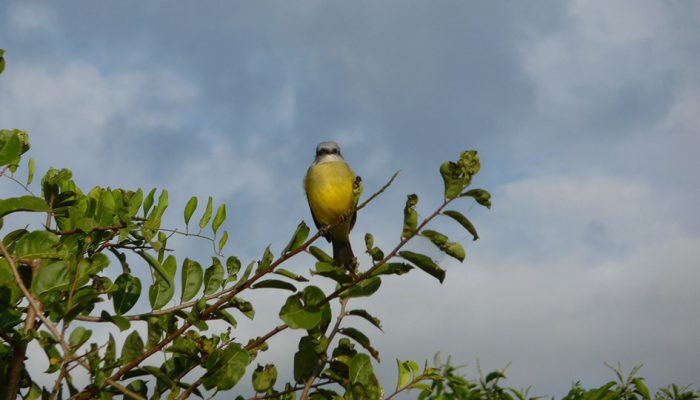 MADIDI PARK - PAMPAS DE YACUMA 