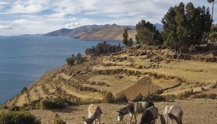 Thaki Bolivie