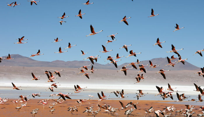 VILLAMAR - LAGUNA VERDE - SOL DE MAÑANA - LAGUNA COLORADA - SILOLI’S DESERT (4.550 M A.S.L.  – 14,927 FT)