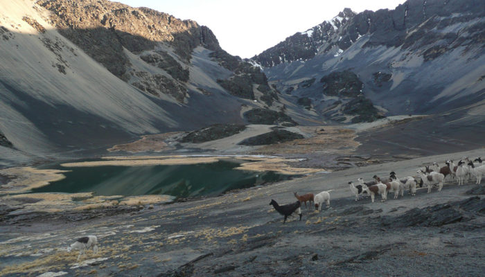 LAGUNA CHISCACALLIUANI - RIO CHACHA KUMANI - RIO PURA PURANI - JAYLLAWAYA VALLEY (4480 meters / 14 698 feet a.s.l)