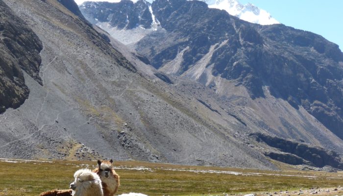 BASE CAMP CHACHACOMANI (4470 m asl. / 14 665 FT) - CRUZ PAMPA (4420 m asl. / 14 501 FT) - LA PAZ  (3600 m a.s.l / 11 811 FT)