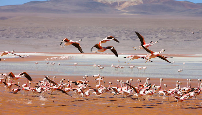 VILLAMAR - LAGUNA VERDE – SOL DE MAÑANA – LAGUNA COLORADA – DESERT HOTEL (4.550 meters / 14930 feet asl.)