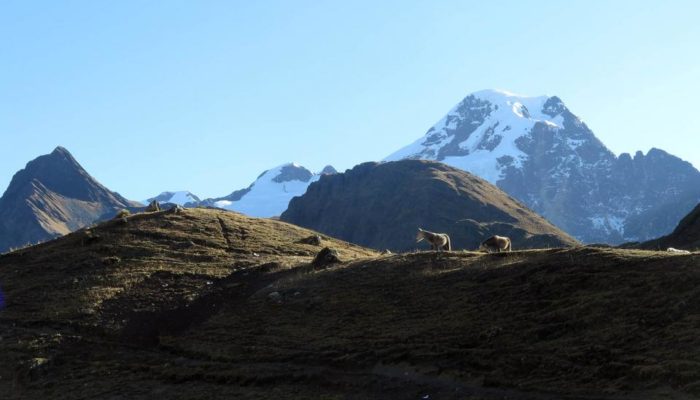 LAGUNA AKAMANI BASE CAMP (4615 M.A.S.L./15141 FEET) – KANISAYA (3870 M.A.S.L./12696 FEET)