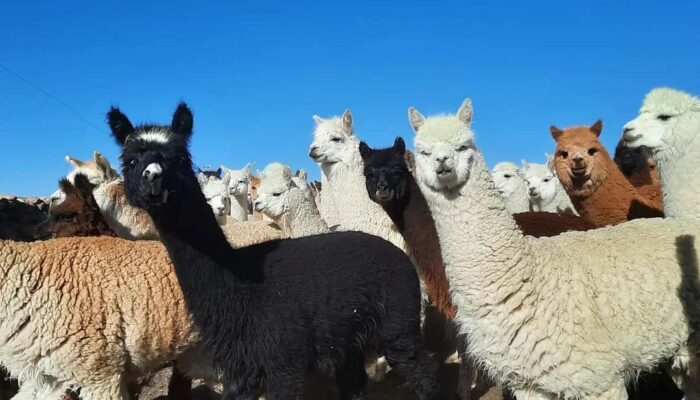 Traditions at the foot of the Sajama