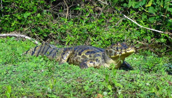 Field trip to the Bolivian Amazon with Thaki