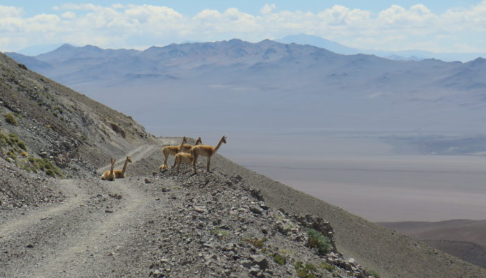 Thaki Bolivie