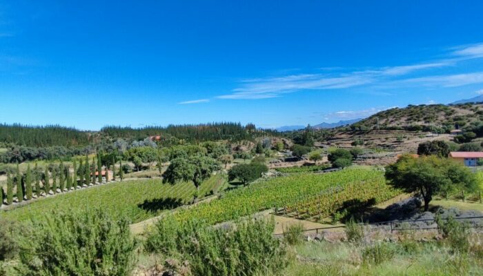 Wine tasting in Tarija, Bolivia’s Andalusia