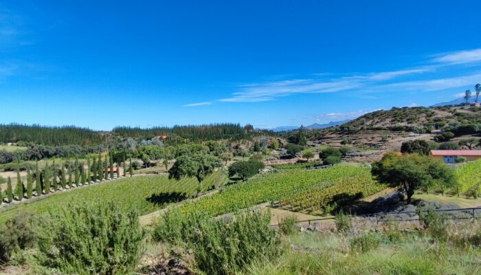 TARIJA (1850 m alt.) / BODEGAS VISIT AND WINE TASTING 