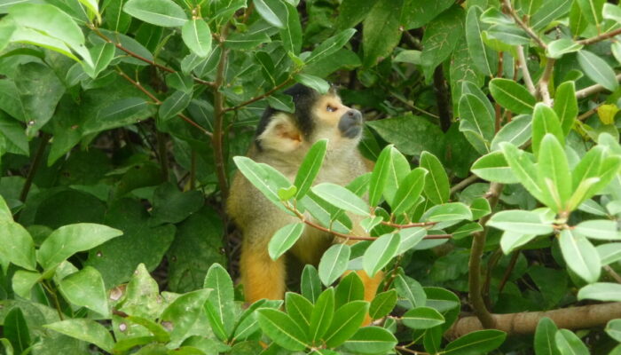 Fauna, flora… flora, fauna: Bolivia in all its animal and plant forms